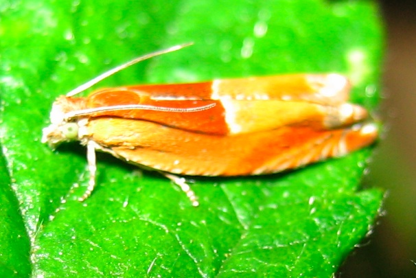 Macdunnoughia confusa, Chiasmia clathrata